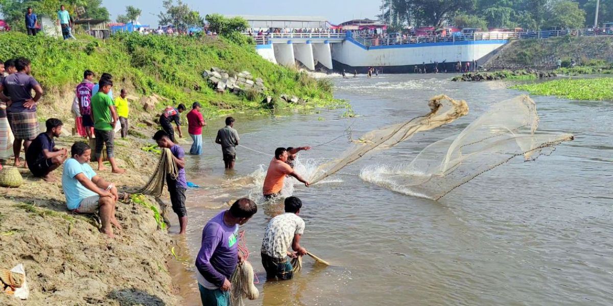 ঠাকুরগাঁওয়ের বুড়ির বাঁধে মাছ শিকার উৎসবে মেতেছে মানুষ