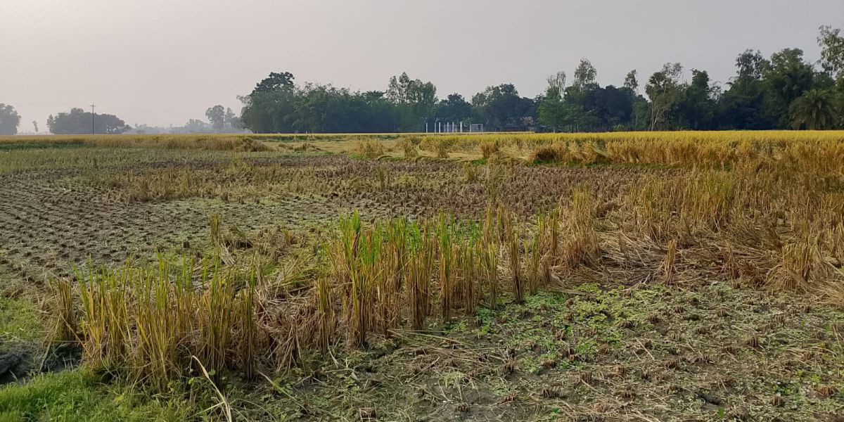 ক্ষেতলালে কৃষকের জমি থেকে ধান চুরির অভিযোগ