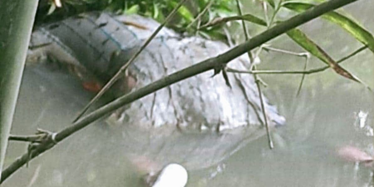 চিরিরবন্দরে অজ্ঞাত ব্যাক্তির মরদেহ উদ্ধার।