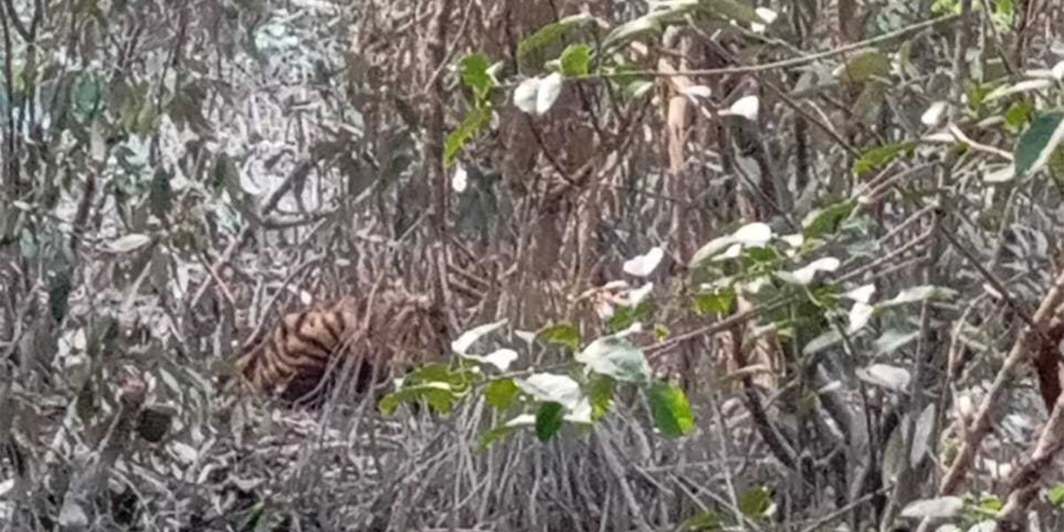 ‎সুন্দরবনে হরিণ শিকারীর পাতা ফাঁদে আটকা পড়েছে বাঘ