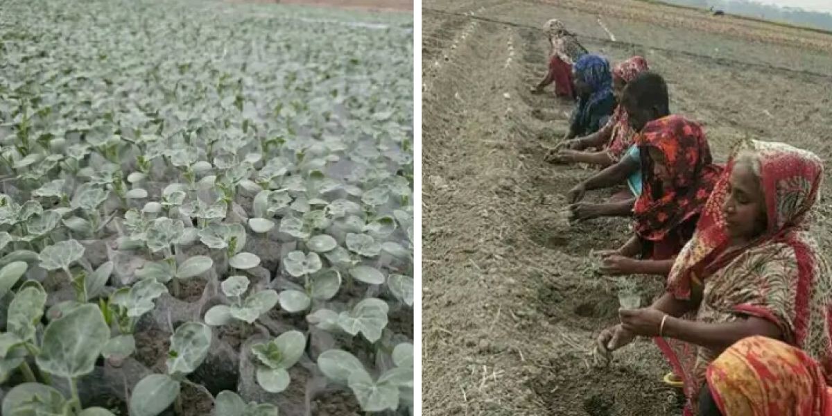 আমতলী ও বরগুনার কৃষকরা তরমুজ চাষে ব্যস্ত  