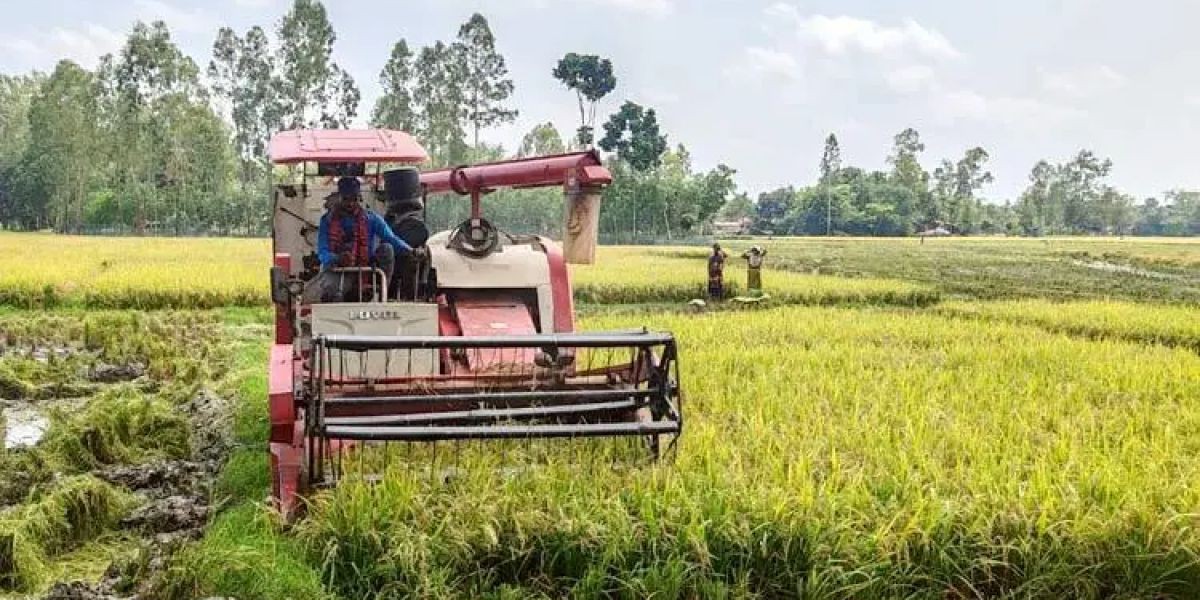 শ্রমিক-হারভেস্টার সংকট, দ্বিগুণ দামে কাটতে হচ্ছে ধান