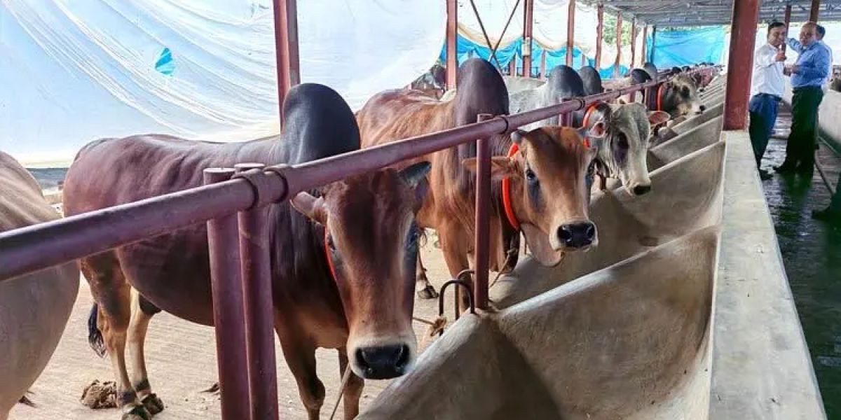 দিনাজপুরে কোরবানির জন্য প্রস্তুত ৪ লাখ সাড়ে ২৬ হাজারের বেশি পশু..