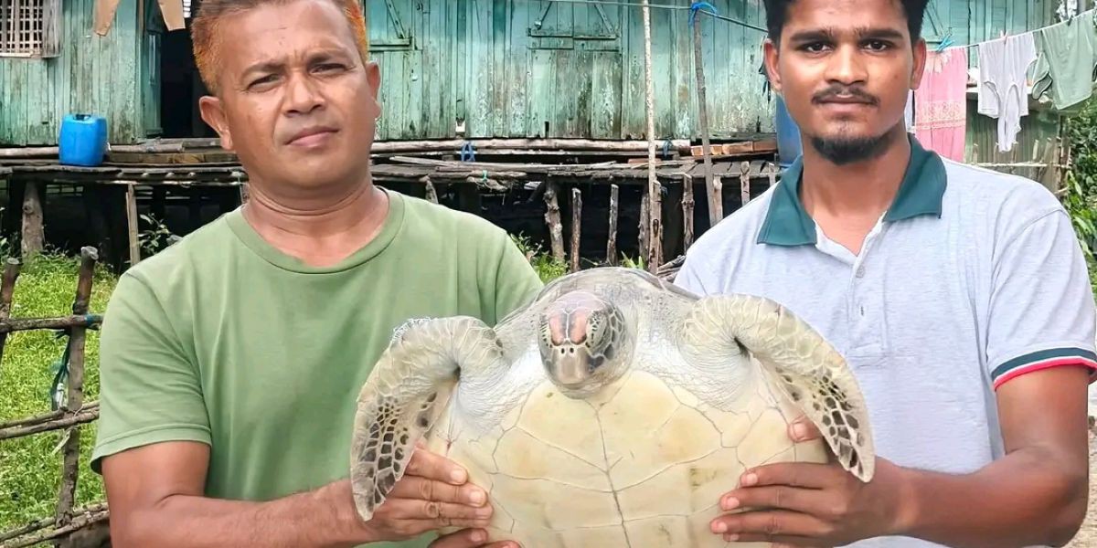 শ্যামনগরে জেলের জালে বিরল প্রজাতির কচ্ছপ