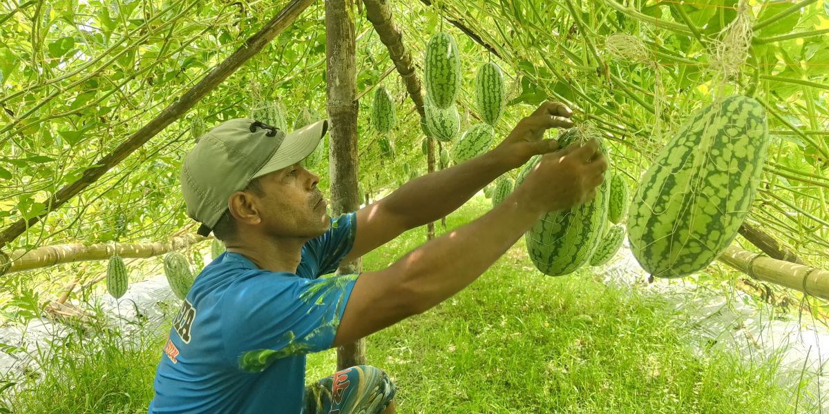 কামারখন্দে থাইল্যান্ডের কানিয়া তরমুজ চাষে কৃষক হাসিবুরের সাফল্য ..