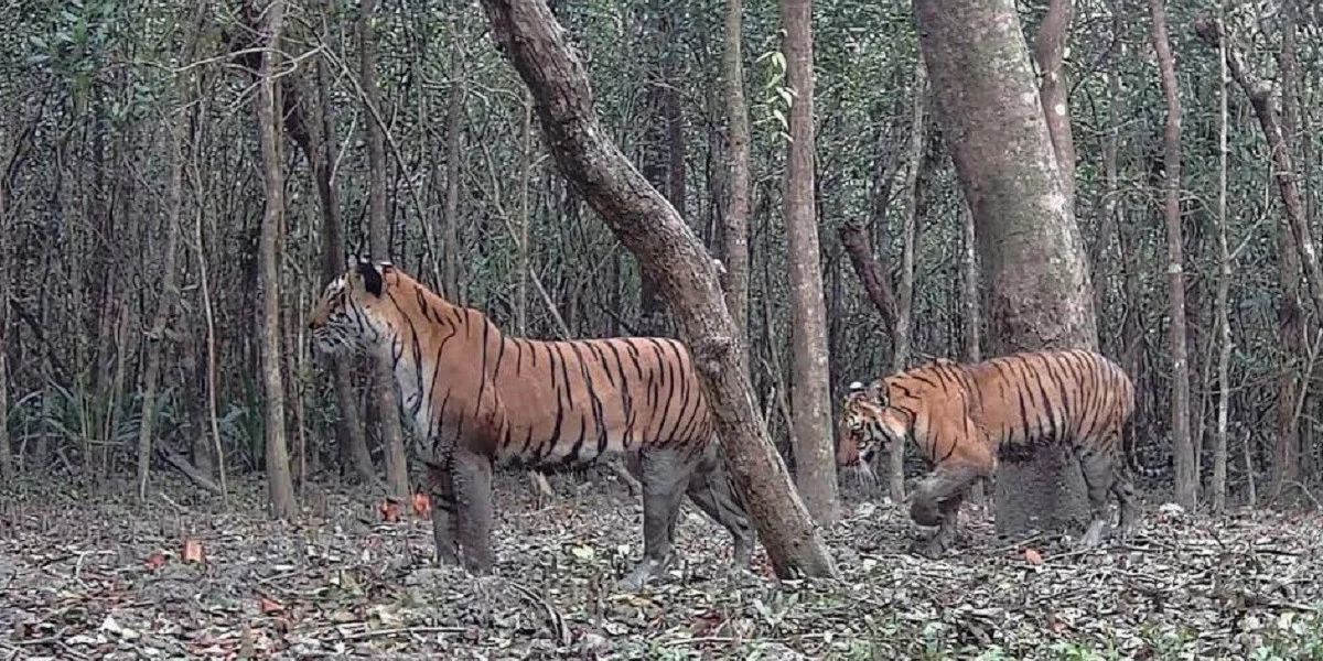 সুন্দরবনে অবমুক্ত বাঘিনীর রহস্যময় অন্তর্ধান: ৪০টি ক্যামেরায় মিলছে না অস্তিত্ব..