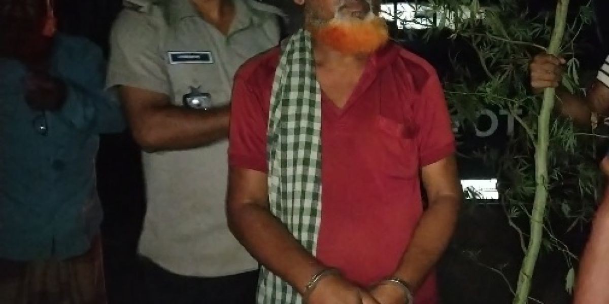 কালাইয়ে ১২ ফুটের গাঁজা গাছসহ আটক ১
