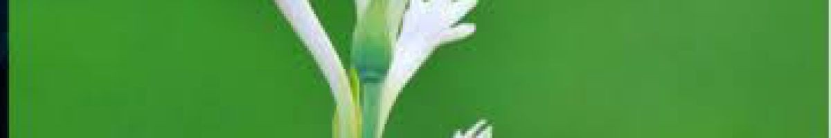 মো ইমতিয়াছ হোসেন পাঠান