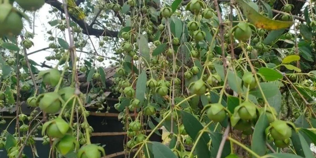 সুন্দরবনের কেওড়া ফল: উপকূলীয় অর্থনীতি ও খাদ্যনিরাপত্তার নতুন সম্ভাবনা..