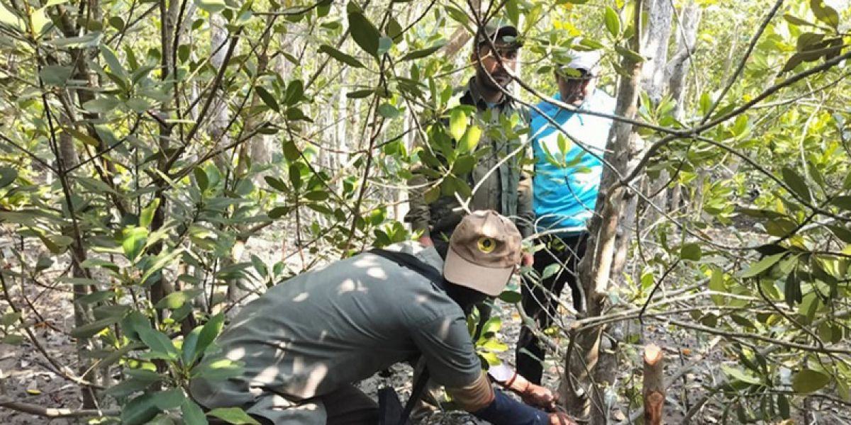 সুন্দরবনে বন্যপ্রাণী শিকার ও বনজ সম্পদ ধ্বংস হ্রাস: জীববৈচিত্র্য রক্ষায় বন বিভাগের নিবিড় পর্যবেক্ষণ..