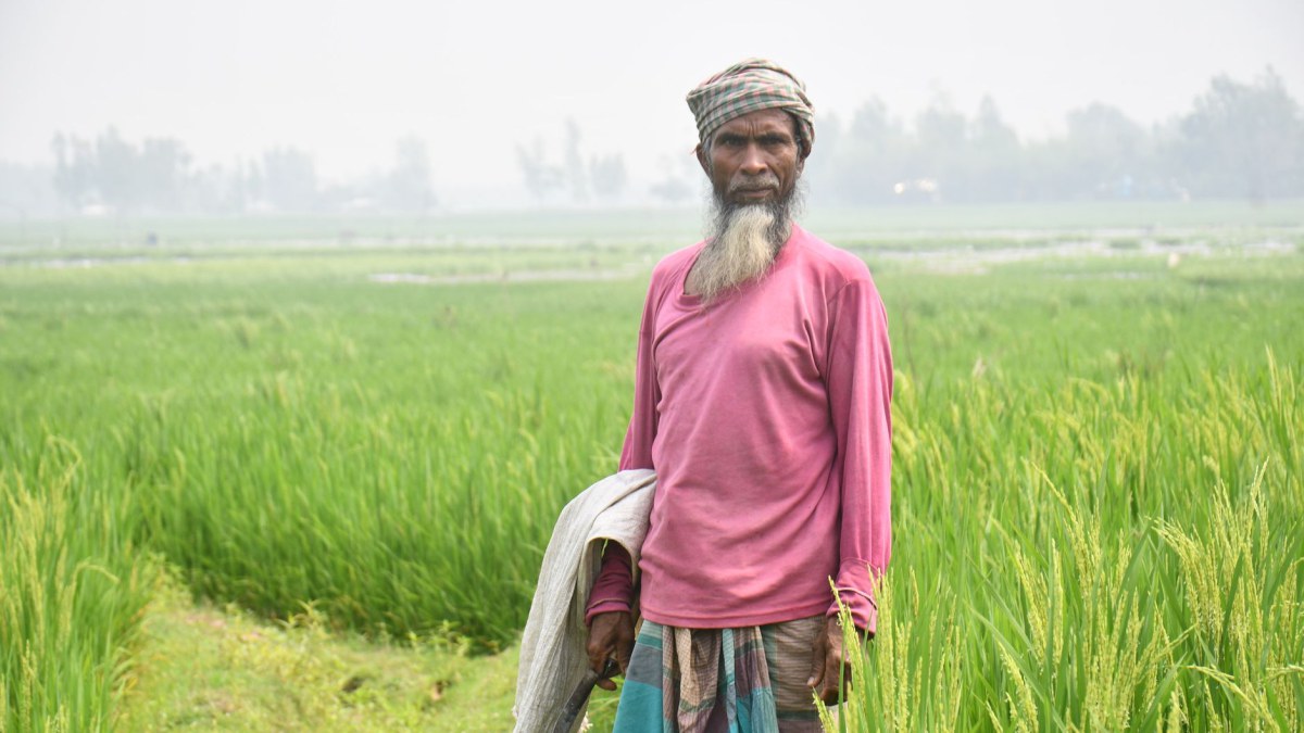 অর্গানিক কৃষির গোপন শক্তি: মাটির স্বাস্থ্য ও দেশীয় শস্যের মাইক্রোনিউট্রিয়েন্ট সুরক্ষা