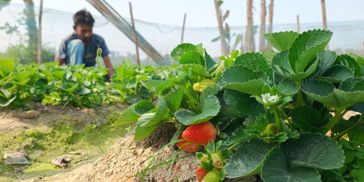 কানাডা হাইকমিশনের সহায়তায় জয়পুরহাটে আদিবাসী নারীদের স্ট্রবেরিভিত্তিক উদ্যোক্তা উন্নয়ন প্রকল্পের উদ্বোধন।..