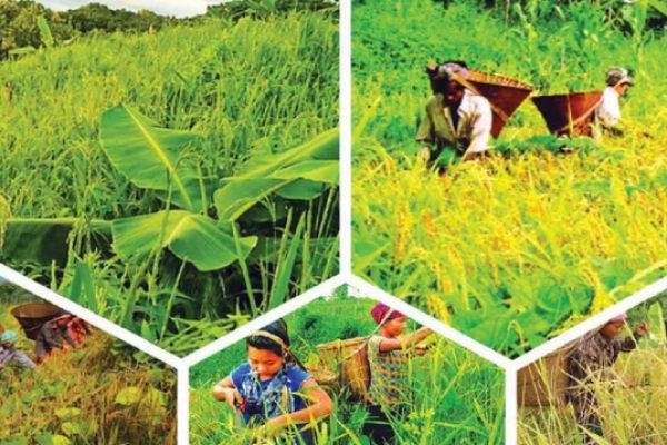 কৃষি ভর্তুকি, ঋণ ও যন্ত্রপাতিতে দুর্নীতির জাল: দিশেহারা কৃষক..