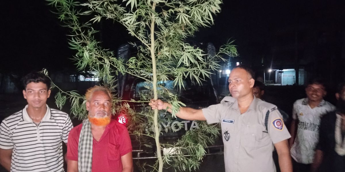 কালাইয়ে ১২ ফুটের গাঁজা গাছসহ আটক ১