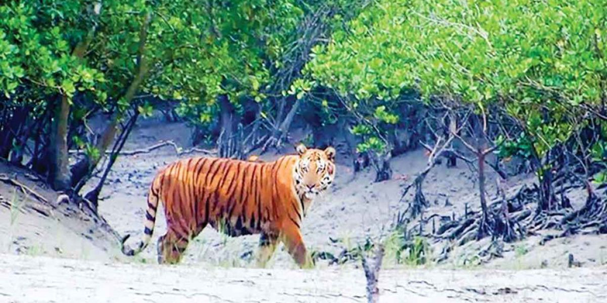 ‎সুন্দরবনে প্রবেশ বন্ধে প্রাণীদের মধ্যে স্বস্তি, বেড়েছে বিচরণ ক্ষেত্র..