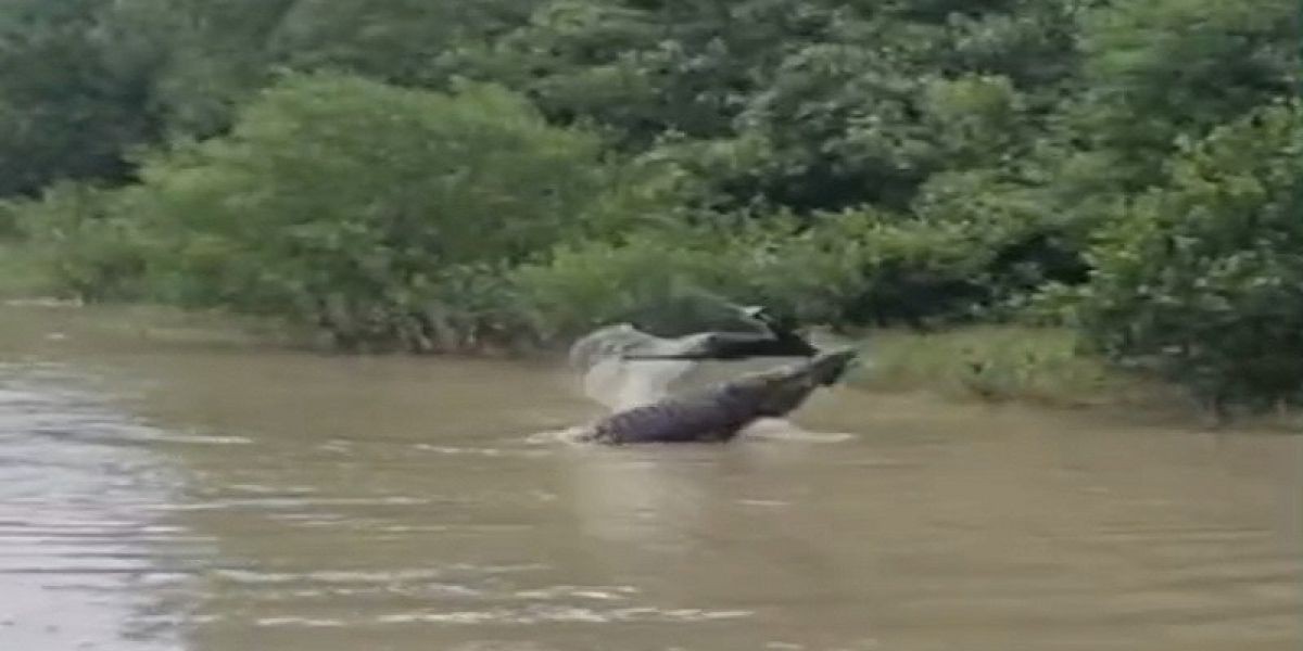 ‎সুন্দরবনের ঢাংমারী খালে ছাগল শিকার করল বিশাল কুমির