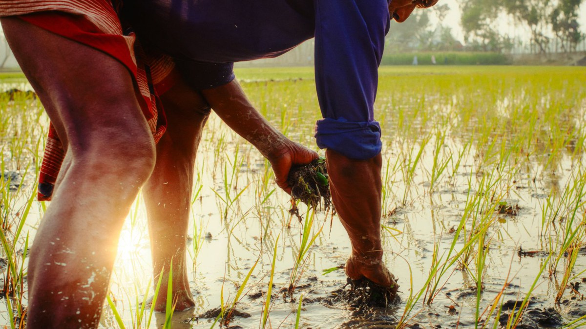 অর্গানিক ফার্মিং ও নিউট্রিশন: দেশীয় বীজের পুনরুত্থান ও পুষ্টি সমৃদ্ধ ভবিষ্যৎ