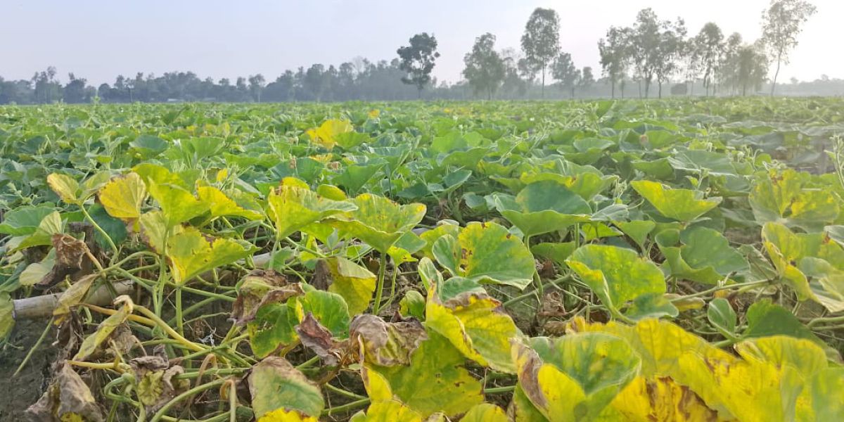 রুহিয়ায় লাউ চাষে লোকসানের মুখে কৃষক