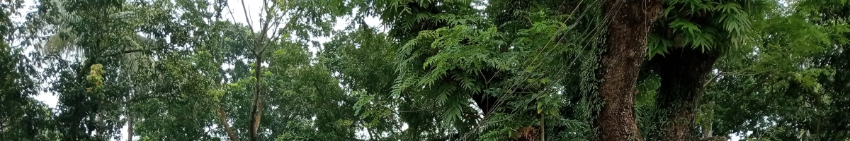 এনামুল মবিন (সবুজ)