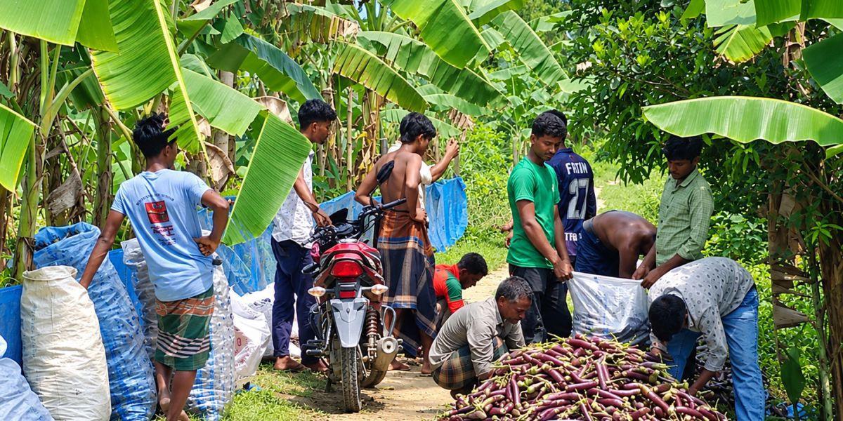 রুহিয়ায় বেগুন চাষে লাভের মুখ দেখছেন কৃষকরা