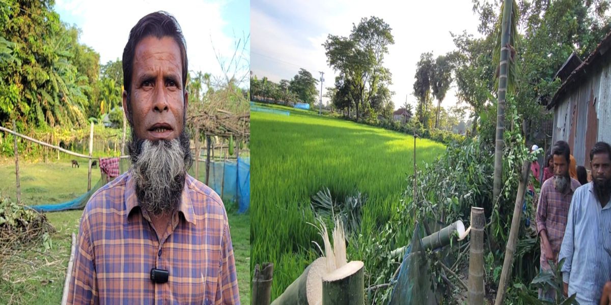নেত্রকোনার পূর্বধলায় রাতের আঁধারে বসতবাড়ির ফলের গাছ নিধন: পূর্বশত্রুতার জেরে ৩০-৩৫টি গাছ কাটার অভিযোগ..