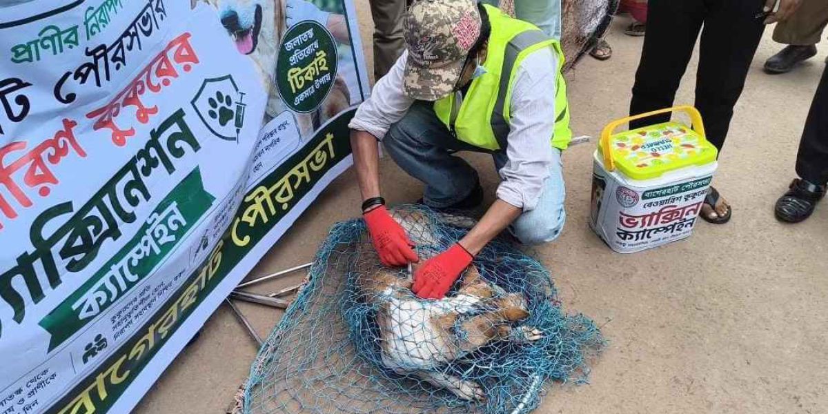 বাগেরহাটে জলাতঙ্কের ঝুঁকি রোধে বেওয়ারিশ ও গৃহপালিত কুকুরকে টিকাদান কর্মসূচি শুরু..