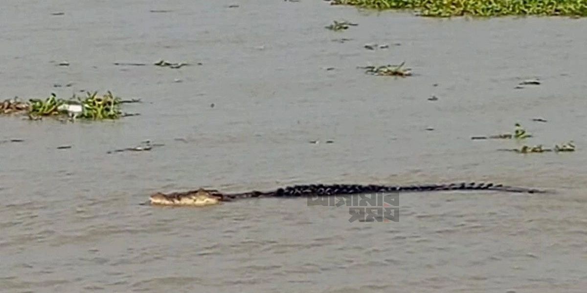 বাগেরহাটে বলেশ্বর নদের চরে কুমিরের আতঙ্ক: গাভী শিকারের চেষ্টা ও এলাকাবাসীর উদ্বেগ..