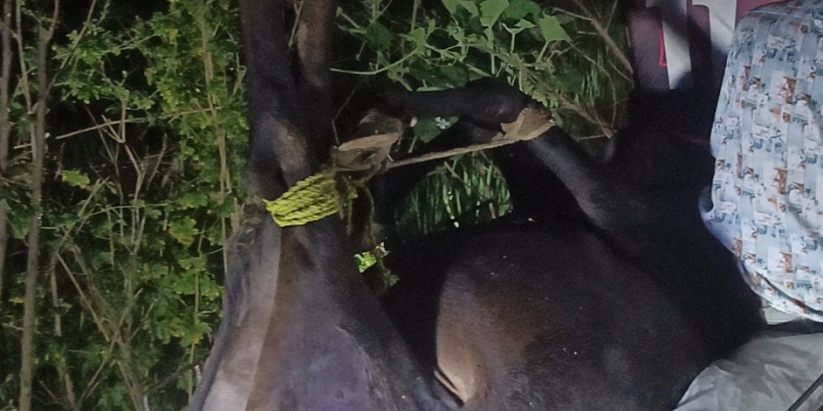 ক্ষেতলালে অসুস্থ গরু জবাই, চারজনকে জরিমানা