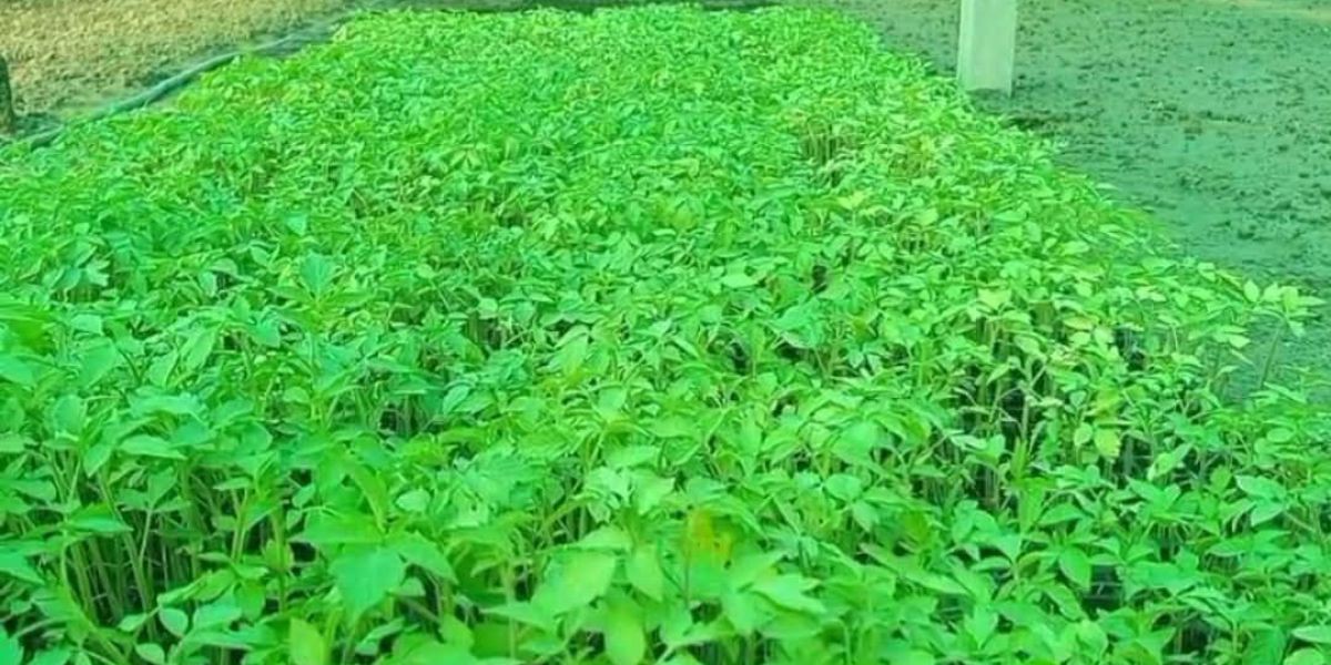 নাগরপুরের চরাঞ্চলে আধুনিক কৃষি প্রযুক্তি প্রকল্প পরিদর্শন..