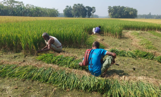 লক্ষ্মীপুরে কৃষকদের সামনে দুর্দিন: ভয়াবহ বন্যার পর ফসলহীন জমিতে হতাশা, সবুজ ধান কেটে গরুর খাবার