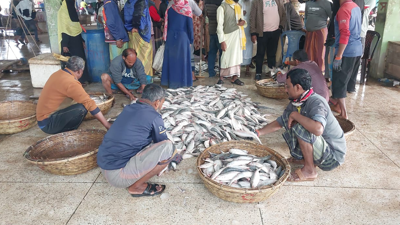 কুয়াকাটায় এক ট্রলারে মিলল ১৯৫ মণ ইলিশ, বিক্রি ৪০ লাখ টাকারও বেশি!